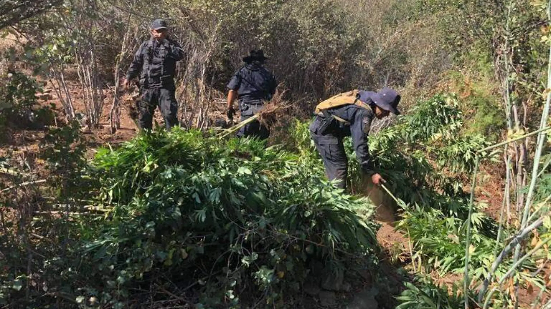 Marihuana plantíos